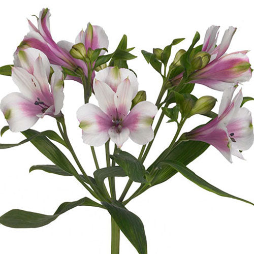 Alstroemeria- Fancy - Fancy- Lavender