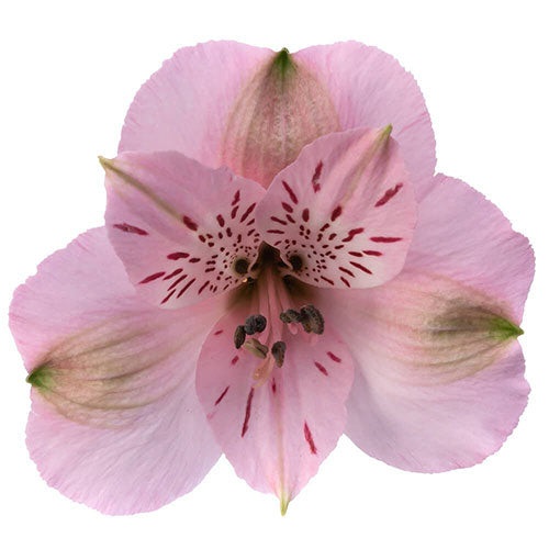 Alstroemeria- Fancy - Fancy- Light Pink