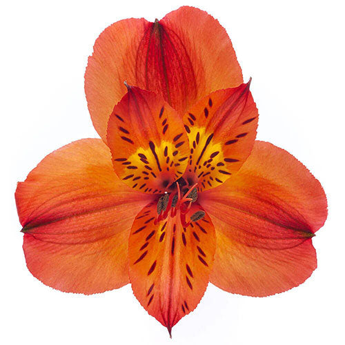 Alstroemeria- Fancy - Fancy- Orange