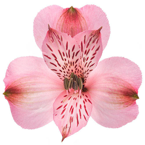 Alstroemeria- Fancy - Fancy- Pink