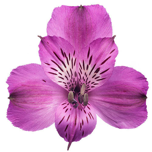 Alstroemeria- Fancy - Fancy- Purple