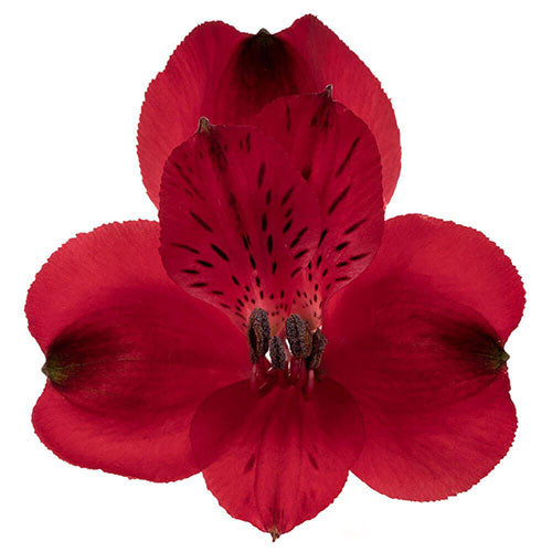 Alstroemeria- Fancy - Fancy- Red