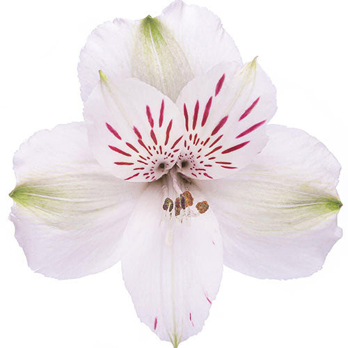 Alstroemeria- Fancy - Fancy- White