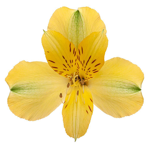 Alstroemeria- Fancy - Fancy- Yellow