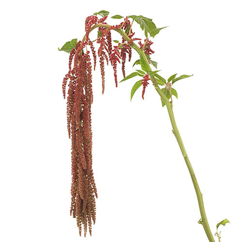 Amaranthus - Hanging- Coral