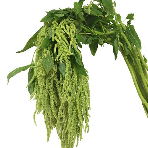 Amaranthus - Hanging Green