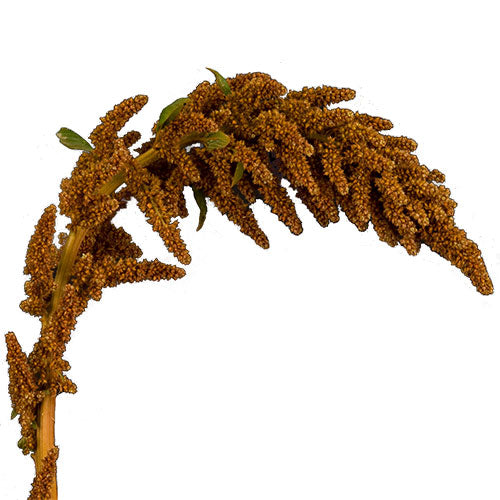 Amaranthus - Upright Bronze