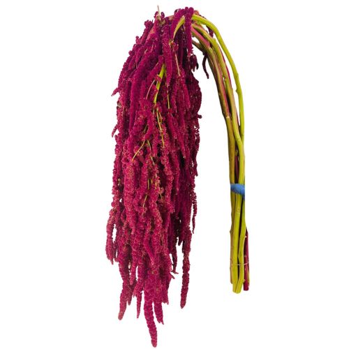 Amaranthus - Hanging Red