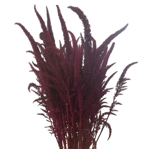 Amaranthus - Upright Burgundy