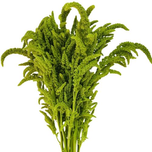 Amaranthus