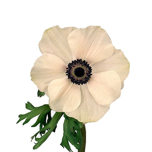 Anemone - White W/ Black Center