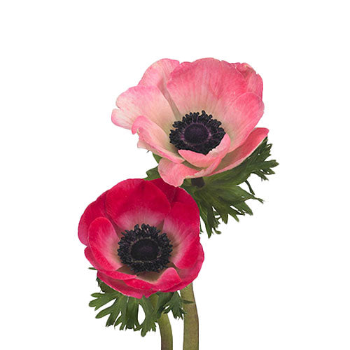 Anemone - Hot Pink