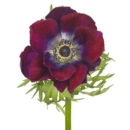 Anemone - Purple