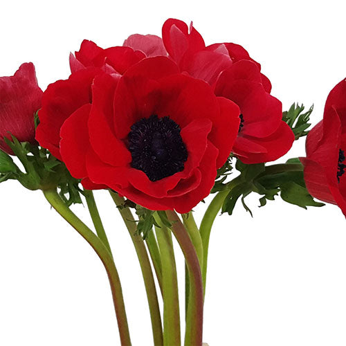 Anemone - Red