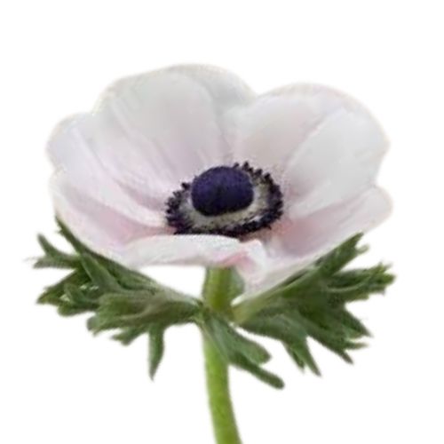 Anemone - Blush