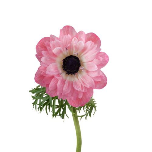 Anemone - Pink Levante