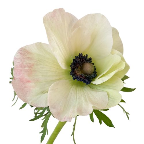 Anemone - Light Pink