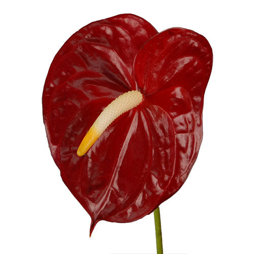 Anthurium