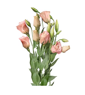Lisianthus