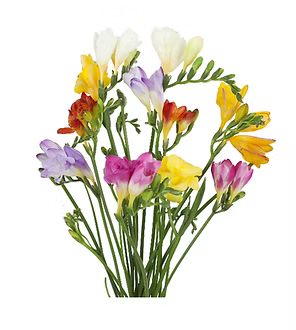 Freesia