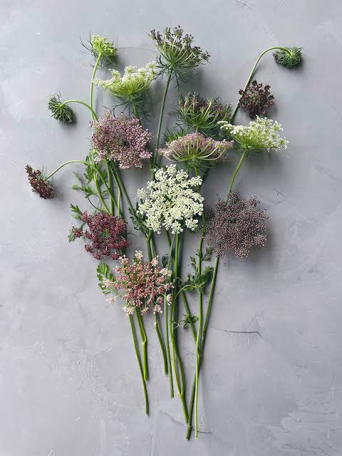 Queen Anne's Lace