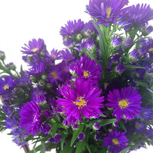 Aster - Purple (Carnival)