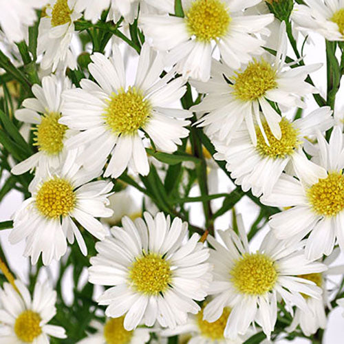 Aster - White (Carnival)