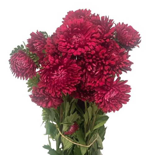 Aster - Red - Matsumoto