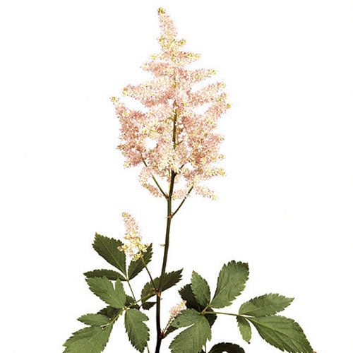 Astilbe - Blush
