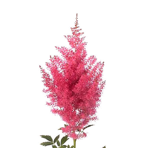 Astilbe - Hot Pink