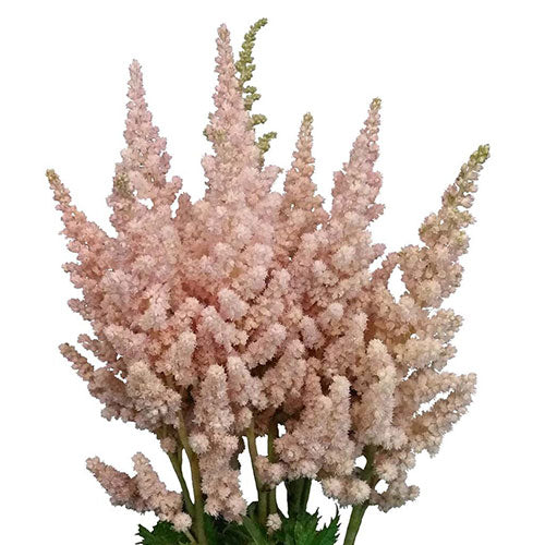 Astilbe - Light. Pink