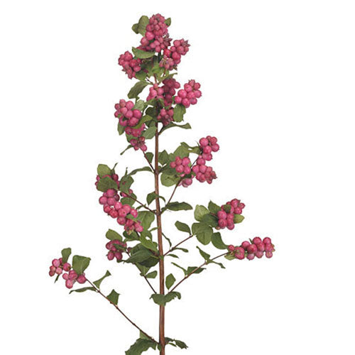 Snowberry Hot Pink - Default Title