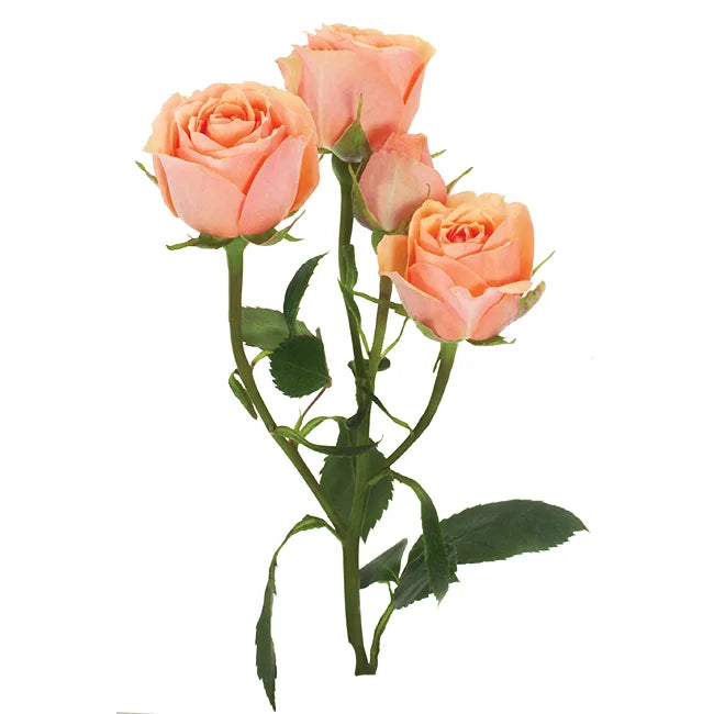 Peach Baby Ros Spray Rose