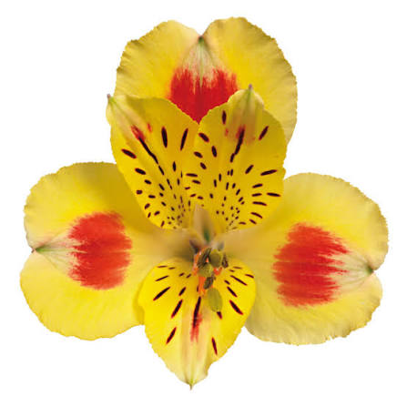 Alstroemeria- Fancy