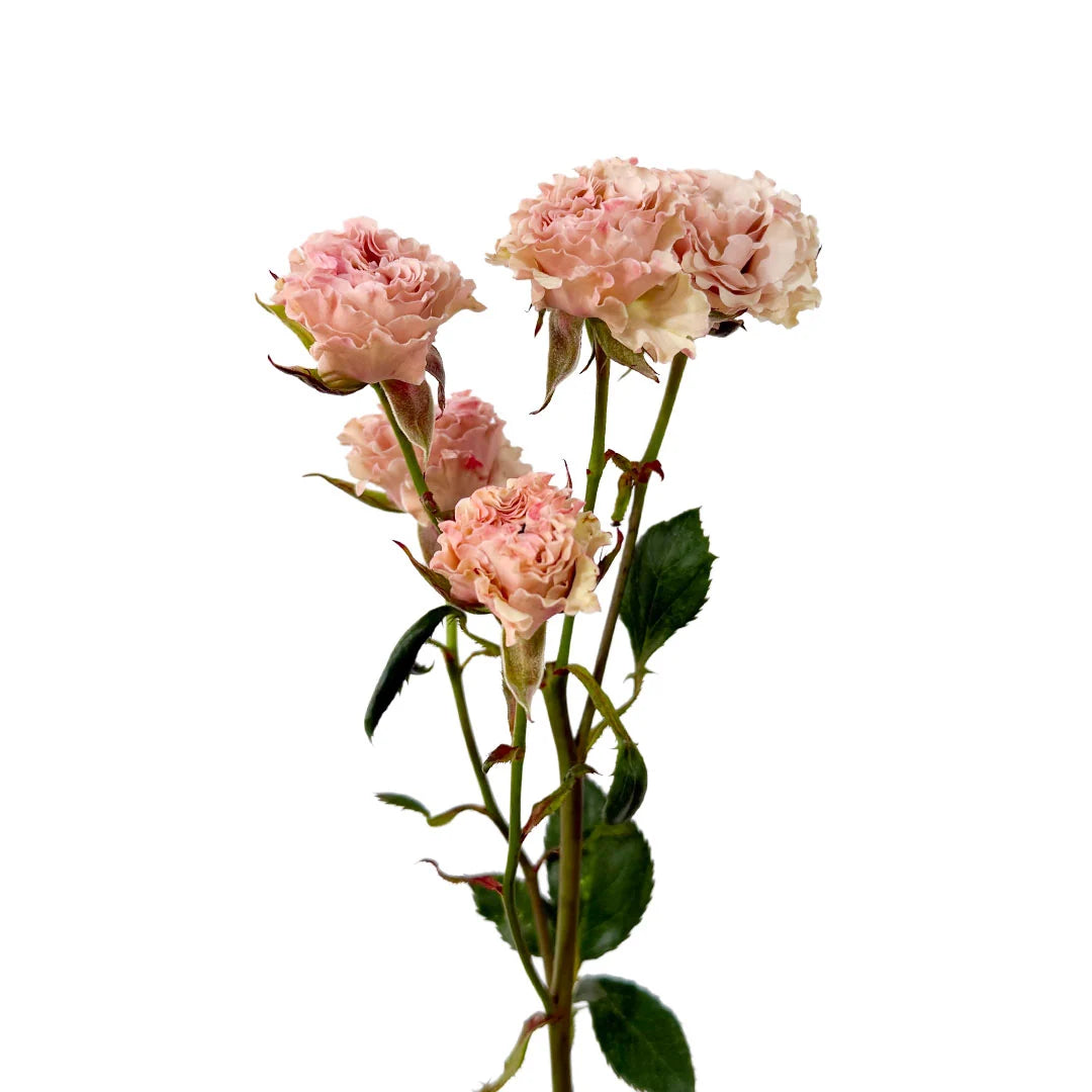 Blush Spray Rose- Garden Be Amazing
