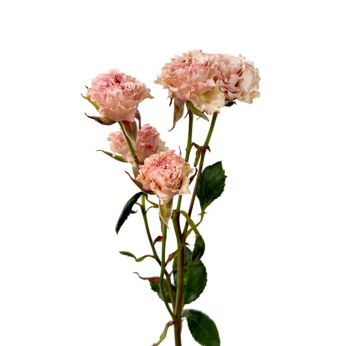 Blush Spray Rose- Garden Be Amazing