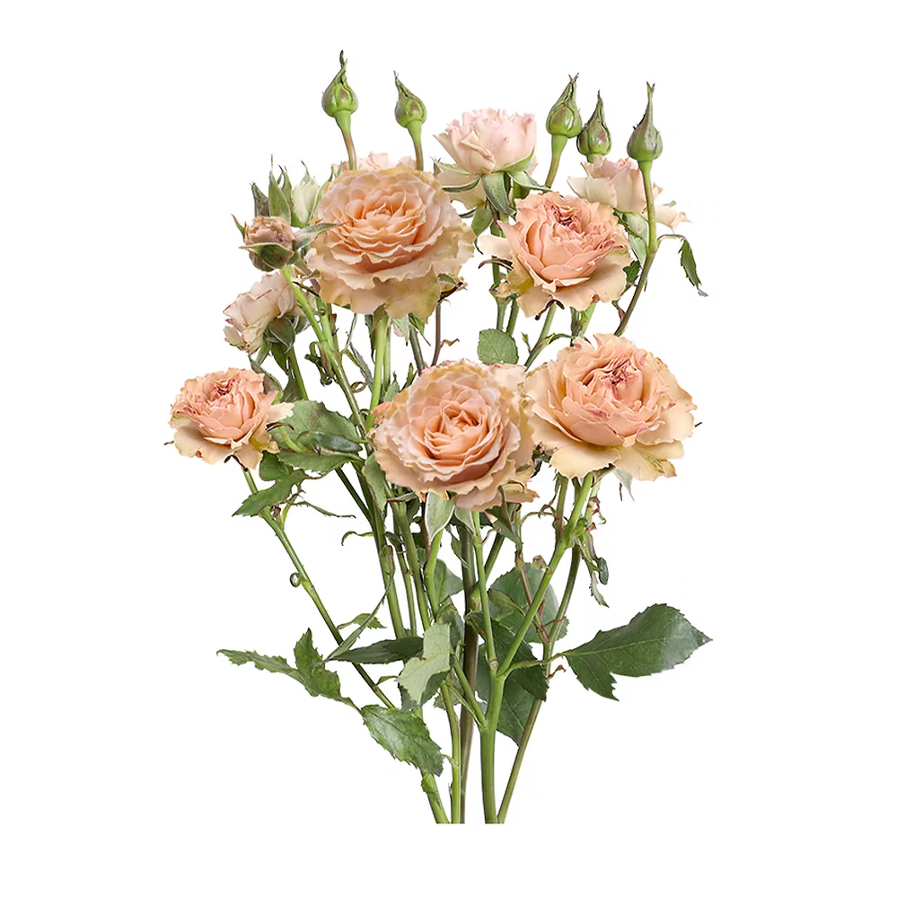 Spray Rose