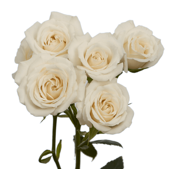 White Polaris Spray Rose