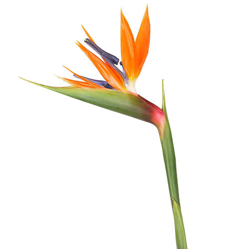 Bird of Paradise - Default Title