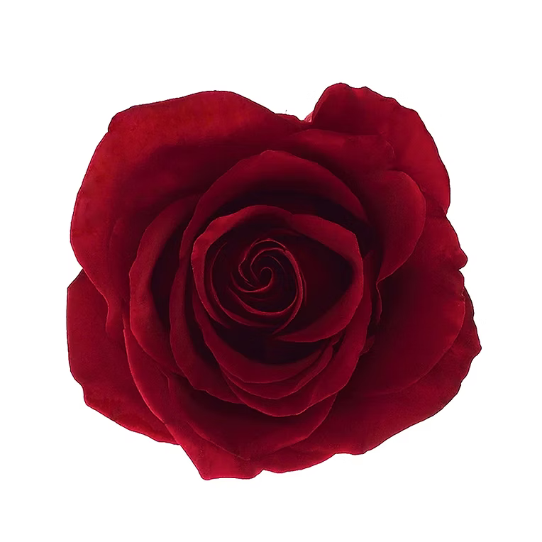 Red Black Magic Rose