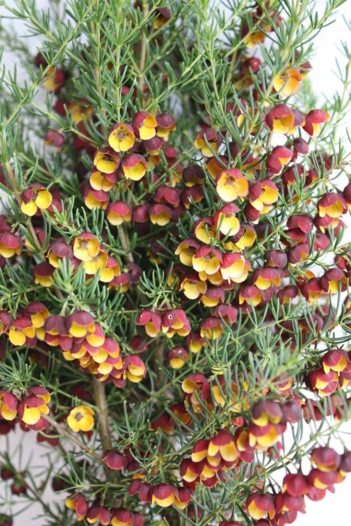 Boronia Brown