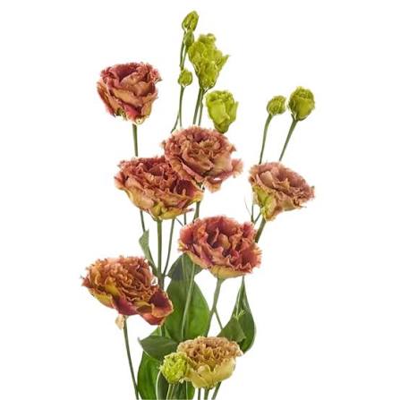 Lisianthus