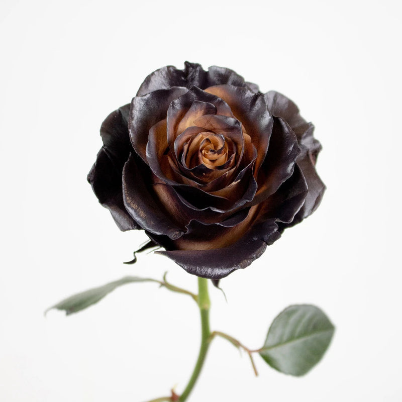 Coffee Mocha Brown Tinted Rose - (5 Stem) - CLR