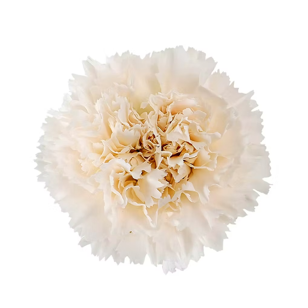 Carnation