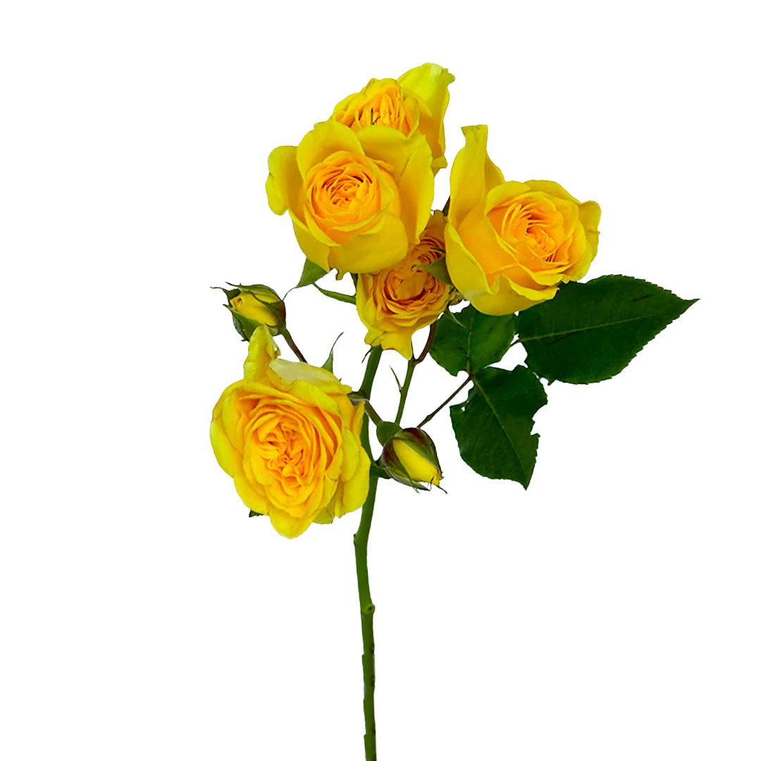 Garden Yellow Blossom Spray Rose