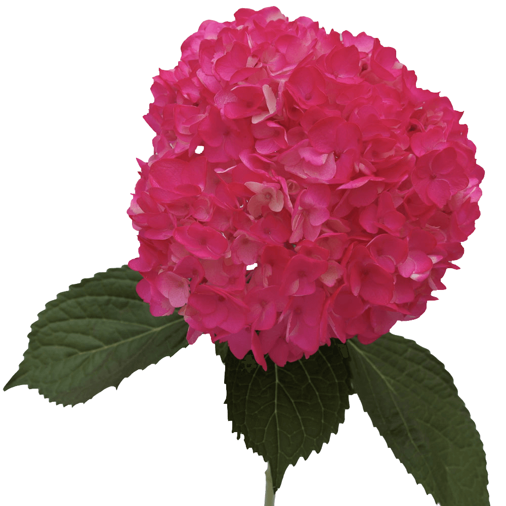 Hydrangea- Hot Pink