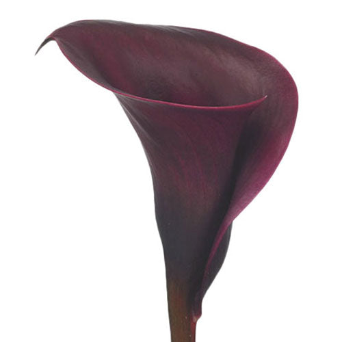 Mini Calla Lily - Burgundy