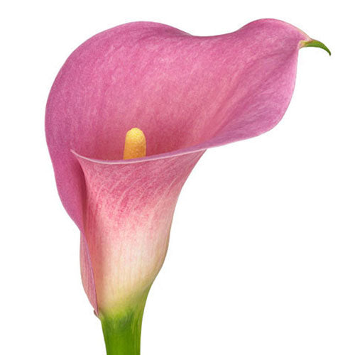 Mini Calla Lily - Hot Pink