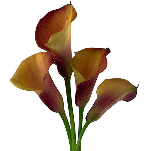 Mini Calla Lily - Orange