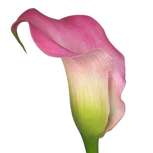 Mini Calla Lily - Pink
